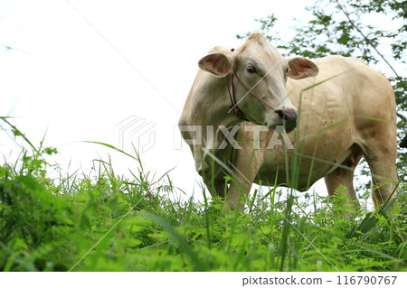White Cows grazing on a green meadow in the countryside of Thailand White Cows grazing on a green meadow in the countryside of Thailand 116790767