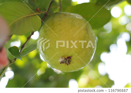 guava fruit on tree guava fruit on tree 116790887