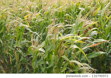 ricefield growing in the field ricefield growing in the field 116790972