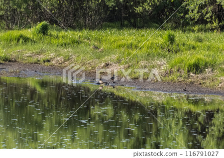Ducks swimming in a lake in the forest. Waterfowl Ducks swimming in a lake in the forest. Waterfowl 116791027