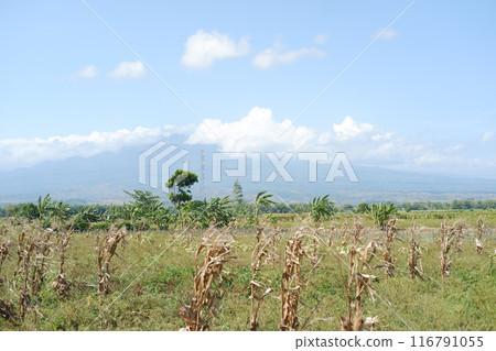 corn fields 116791055