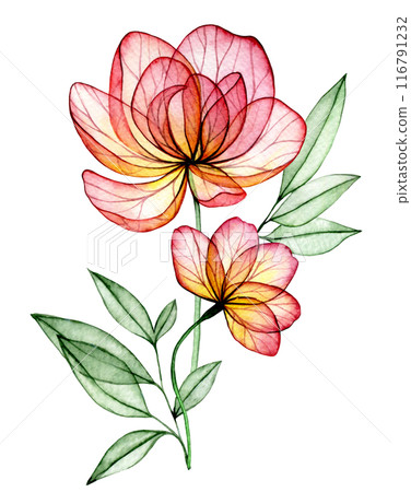watercolor bouquet with transparent peony flowers. X-ray. delicate composition with pink flowers 116791232