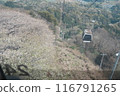 Ropeway and cherry blossoms 116791265