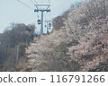 Ropeway and cherry blossoms 116791266