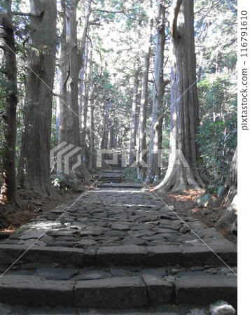 Kumano Kodo·Daimonzaka 116791610