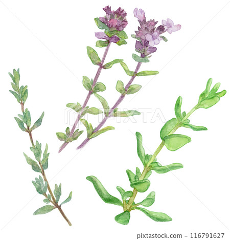 Thyme watercolor illustration set 116791627