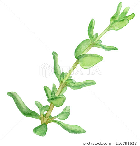 百里香水彩畫的插圖 116791628