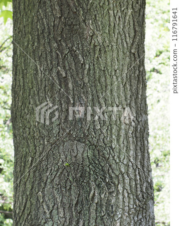 Bark - Sycamore 116791641