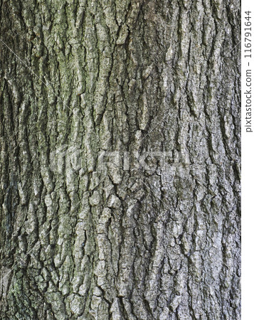 樹皮/Momijibafu 116791644