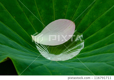 雨後的中尊寺荷花 116791711