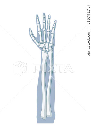 Forearm Bones 116791717