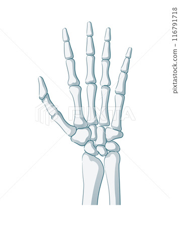Hand bone 116791718