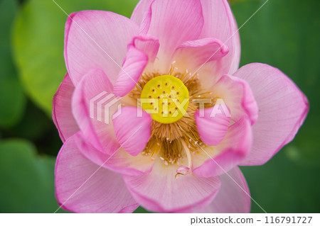 Lotus pond in Katsuoka, Mimata Town, R6 116791727