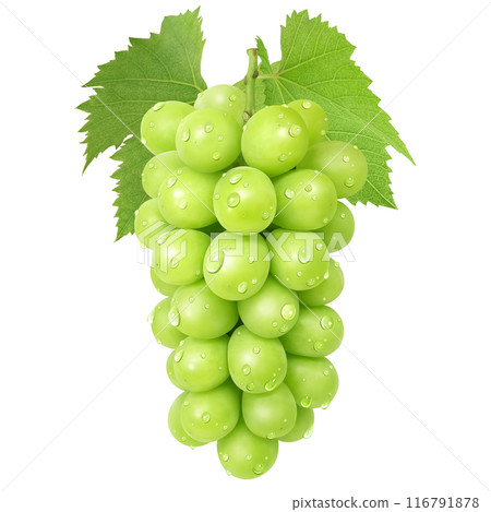 閃耀馬斯喀特插圖真正的馬斯喀特 116791878