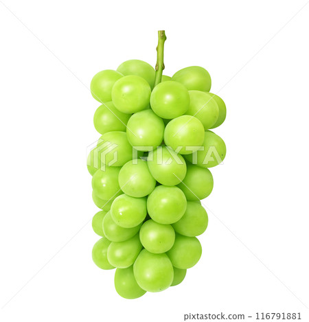 閃耀馬斯喀特插圖真正的馬斯喀特 116791881