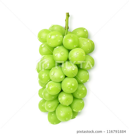 Shine Muscat Illustration Real Muscat 116791884