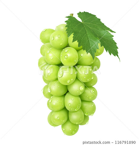 Shine Muscat Illustration Real Muscat 116791890