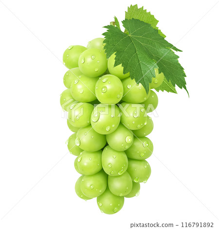 Shine Muscat Illustration Real Muscat 116791892