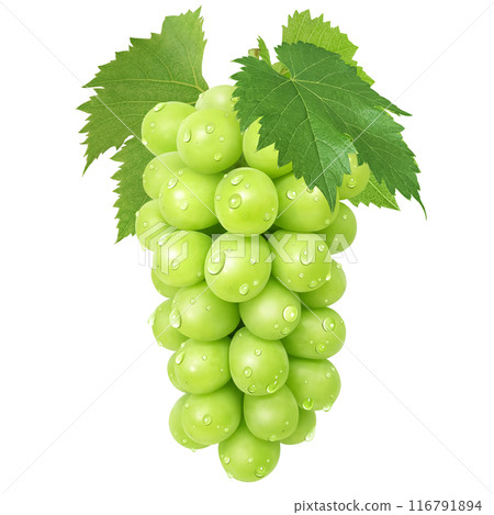 閃耀馬斯喀特插圖真正的馬斯喀特 116791894