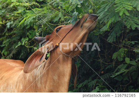 Brahma cow in the field, cow eating grass in the meadow at summer time, Thailand. Brahma cow in the field, cow eating grass in the meadow at summer time, Thailand. 116792165