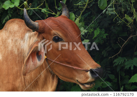Brahma cow in the field, cow eating grass in the meadow at summer time, Thailand. Brahma cow in the field, cow eating grass in the meadow at summer time, Thailand. 116792170