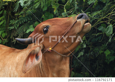 Brahma cow in the field, cow eating grass in the meadow at summer time, Thailand. Brahma cow in the field, cow eating grass in the meadow at summer time, Thailand. 116792171