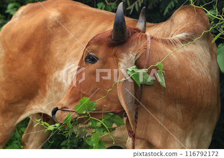 Brahma cow in the field, cow eating grass in the meadow at summer time, Thailand. Brahma cow in the field, cow eating grass in the meadow at summer time, Thailand. 116792172