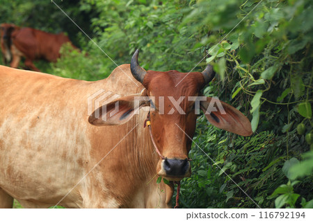 Brahma cow in the field, cow eating grass in the meadow at summer time, Thailand. Brahma cow in the field, cow eating grass in the meadow at summer time, Thailand. 116792194