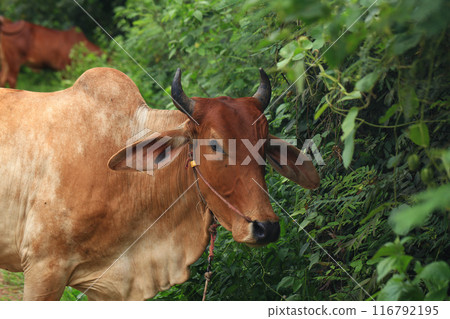 Brahma cow in the field, cow eating grass in the meadow at summer time, Thailand. Brahma cow in the field, cow eating grass in the meadow at summer time, Thailand. 116792195