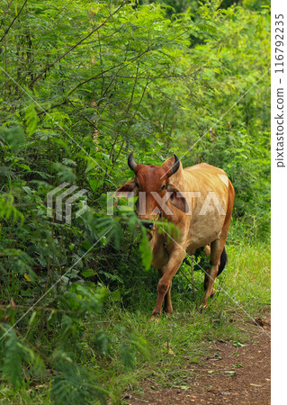 Brahma cow in the field, cow eating grass in the meadow at summer time, Thailand. 116792235