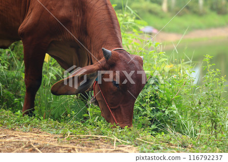 Brahma cow in the field, cow eating grass in the meadow at summer time, Thailand. Brahma cow in the field, cow eating grass in the meadow at summer time, Thailand. 116792237