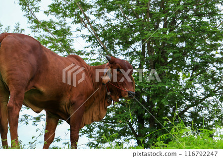 Brahma cow in the field, cow eating grass in the meadow at summer time, Thailand. Brahma cow in the field, cow eating grass in the meadow at summer time, Thailand. 116792247