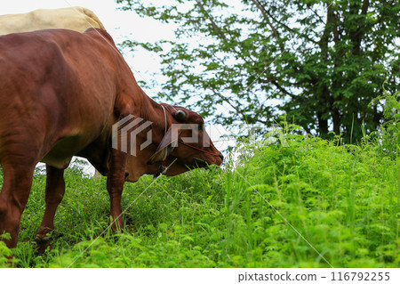 Brahma cow in the field, cow eating grass in the meadow at summer time, Thailand. 116792255