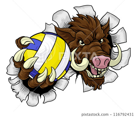 Boar Razorback Hog Volleyball Volley Ball Mascot 116792431
