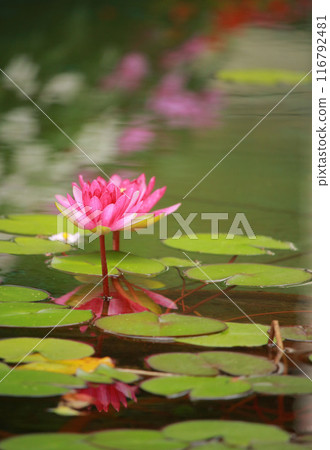 Water lily reflection on the surface of the water 116792481