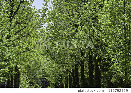 The deep green of Hirosaka American maple 116792539