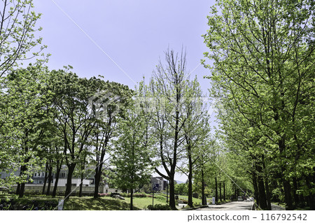 The deep green of Hirosaka American maple The deep green of Hirosaka American maple 116792542