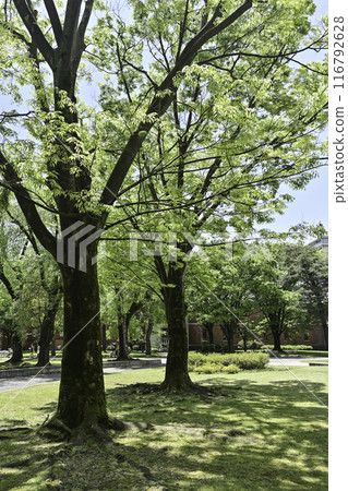 石川陽子紀念公園綠意盎然 116792628