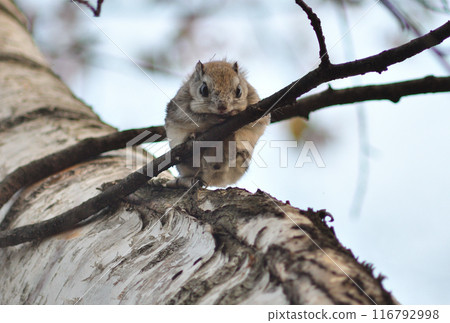 蝦夷鼯鼠坐在北海道公園的樹枝上 116792998