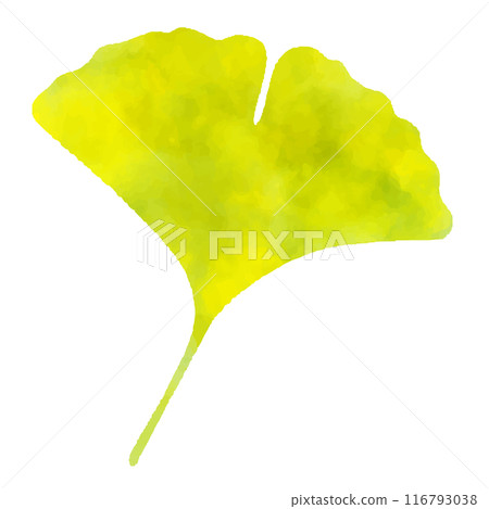 Watercolor texture of ginkgo leaves 116793038