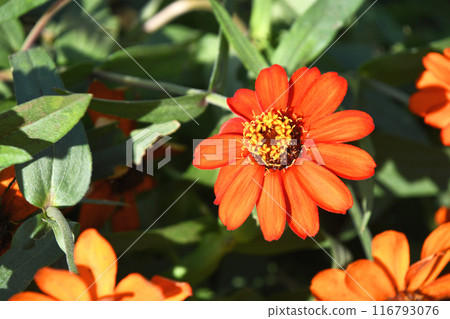 Hymenoptera (cereal grass) 116793076