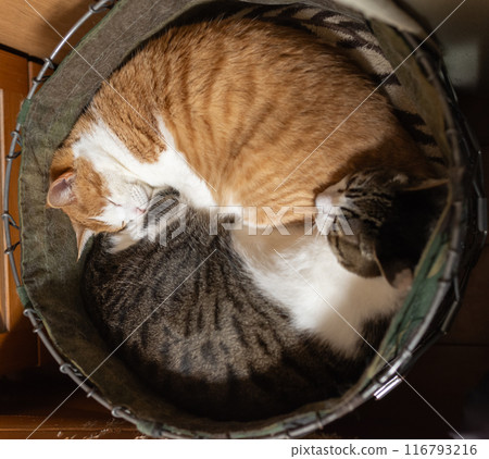 Two cats sleeping curled up 116793216