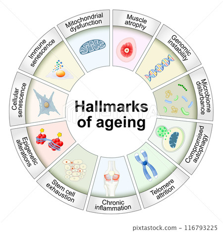 Hallmarks of ageing. Cellular senescence. Anti-aging therapy 116793225