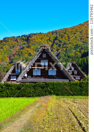 Autumn Shirakawa-go Ogimachi district Autumn Shirakawa-go Ogimachi district 116793462