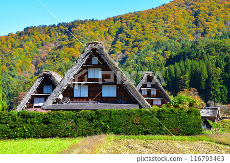 秋天的白川鄉荻町地區 秋天的白川鄉荻町地區 116793463