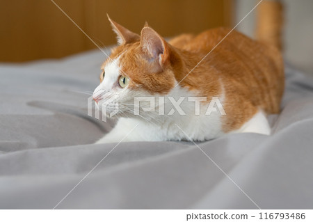 Staring cat, brown tabby white Staring cat, brown tabby white 116793486