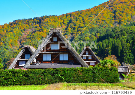 Autumn Shirakawa-go Ogimachi district 116793489