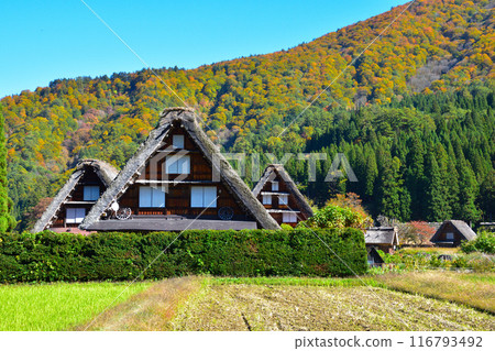秋天的白川鄉荻町地區 116793492