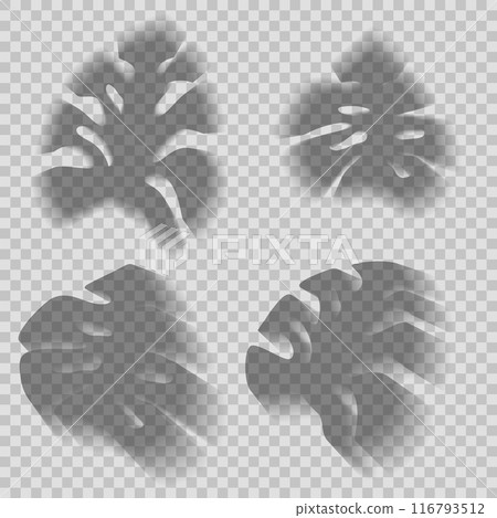 Vector set of transparent shadows of tropical monstera leaves isolated from background. Clipart plant leaves shadow overlay effect 116793512