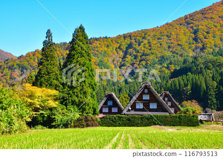 秋天的白川鄉荻町地區 116793513